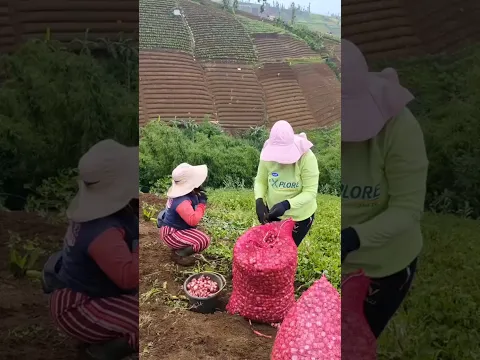Emak-emak petani menanam bibit bawang merah