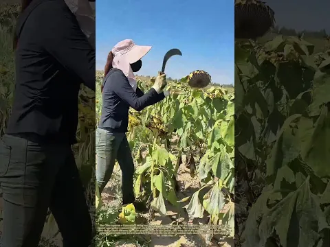 Cut and Spike: A Farmer Harvests Sunflowers, Then Stakes the Head
