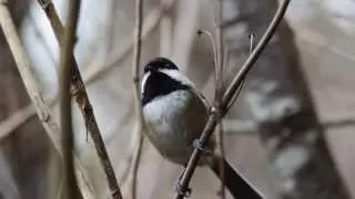 Life is Like Sailing – George C. Reifel Bird Sanctuary