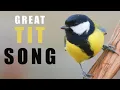 Download Lagu Bird sounds - GREAT TIT singing