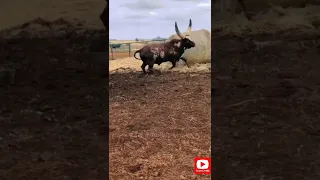 Dangar Bachra Angry Bachra Chand Bail Gay Hai Ya Shar Cow Like A Tiger Season 2022 Bakr Eid 