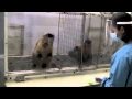 Two Monkeys Were Paid Unequally Excerpt from Frans de Waal s TED Talk
