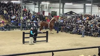  100 000 belgian mare topeka draft horse sale