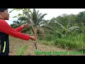 Download Lagu Pikat burung kutilang gacor suara alami