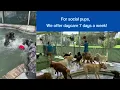 Welcome to Bayside Pet Resort Sarasota