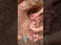 Download Lagu rabbit farming 🧺🐇 baby \u0026 home 🏠 rabbit giving birth , khargosh ka baccha #rabbits  #youtubeshorts