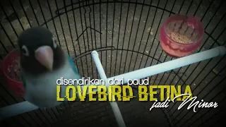 Download lovebird betina minor : disendirikan satu ruangan MP3