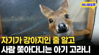 죽을뻔한 아기 고라니 구조해 키웠더니 자기가 강아지인 줄 안다;;ㅣKBS 주주클럽 070812 방송