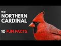 The NORTHERN CARDINAL 10 FACTS about them