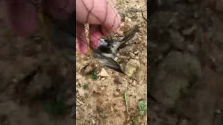 صيد اليوم بالشبكة الهوائية طائر ابو حناء 