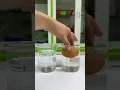 Download Lagu What will happen to the egg? #scienceexperiment #science #experiment #eggexperiment