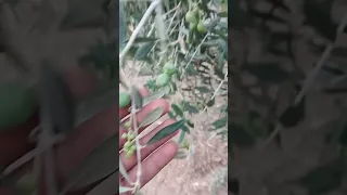 معلومه عن شجر الزيتون الاردن  معلومه عن شجر الزيتون الاردن