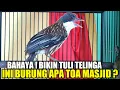 Download Lagu STOP ! JANGAN PELIHARA BURUNG INI KALAU GA MAU KENA MARAH TETANGGA