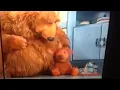 Download Lagu Bear in the big blue house Lost Things