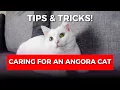 How to Care for Your Angora Cat Tips Tricks