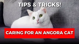 How to Care for Your Angora Cat Tips Tricks