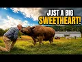 Meet Necco The Rescue Steer Who Won t Stay Put
