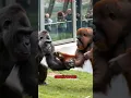 Lagu Gorilla en orang-oetan voor het eerst ter wereld illegaal ontmoet in dierentuin!