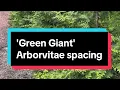 Green Giant Arborvitae spacing - Thuja plicata Green Giant