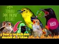 Download Lagu Masteran khusus burung sirtu/cipoh karena mudah di tirukan oleh sirtu muda/lolohan.