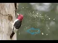 Download Lagu LIVE WoodPecker Pecking Tree Watch || SAIMAA