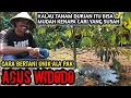 Lagu CARA MENANAM DAN MERAWAT POHON DURIAN ITU MUDAH
