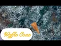 Waffle Cone Strain Review Jungle Boys