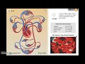 Circulatory System Gizmo