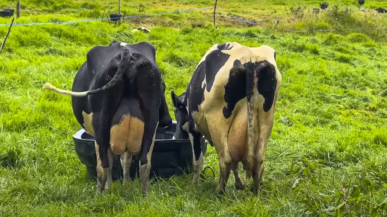 LA MEJOR GENÉTICA DE VACAS LECHERAS HOLSTEIN QUE HE VISTO EN PASTOREO - EL HATO, COLOMBIA 🇨🇴