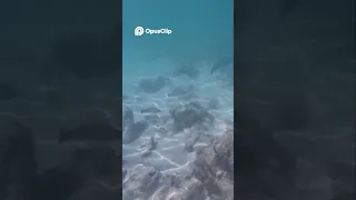 Clip from a video we made while in Antigua, link the full episode in the description below