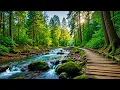 Download Lagu Muziektherapie 🌿Rustgevende melodieën om je geest te kalmeren en meditatie