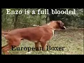 Boxer Stud - Multi-Champion
