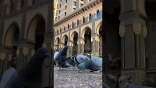 يا طيبة طيبتي المنازل يا طيبة حبيبي والله ساكن بطيبة 