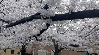 prt 2...ENGAGE with NATURE🌸SAKURA/桜🌸