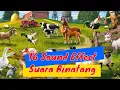 Download Lagu 16 Sound Effect Suara Binatang No Copyright