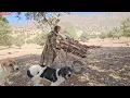 Download Lagu Khadija begins collecting firewood for fire and cooking.