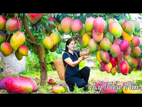 Download MP3 How to harvest Mango \u0026 Goes to the market sell - Harvesting and Cooking | Daily Life