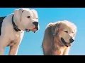 Download Lagu Dogs rule and Cats drool 😊 - Homeward Bound: The Incredible Journey (1993)