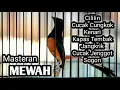 Download Lagu MURAI BATU GACOR FULL ISIAN TEMBAKAN CILILIN KAPAS TEMBAK KENARI CUCAK JENGGOT CUNGKOK DLL