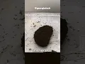 A Giant Ball Of Living Ants