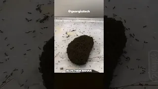 A Giant Ball Of Living Ants 