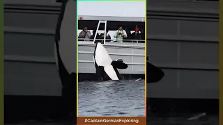 Dolphin Facts You Won’t Believe!