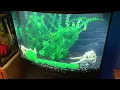 Top Fin 36 Gallon Bowfront Ensemble Initial Thoughts And Setup