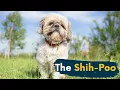 Shih Poo 7 Things You Didn t Know About the Shih Tzu Poodle Mix