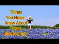 BLUEBONNETS - Texas State Flower