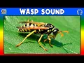 Download Lagu 🐝 WASP SOUND - WASP SOUND EFFECT - WASP BUZZ - NOISE OF WASP
