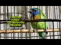 Download Lagu Masteran Cucak Kinoi Full Tembakan Pedas Speed Rapat Durasi Panjang | @kicautembak