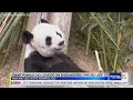 Interview Giant Pandas no longer on endangered species list