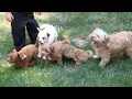 Maltipoo Puppies For Sale