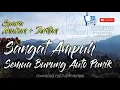 Download Lagu Mp3 Pikat Burung Ribut | Suara Anakan + Jeritan | Jernih